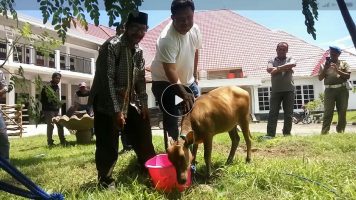 Wujud Kecintaan, Bupati Muna Bangun Penangkaran Anoa