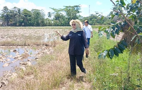 DPRD Sultra Serap Aspirasi Petani Konawe, Nurponirah Janji Bahas Perbaikan Irigasi