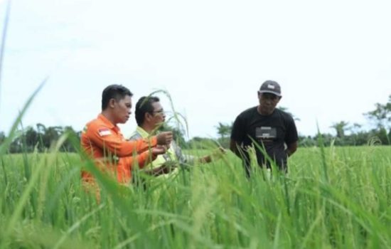 Dorong Kemandirian Ekonomi Lokal, PT Vale Hadirkan Livelihood Restoration Program di Pomalaa