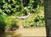 Buaya Sepanjang 3 Meter Muncul di Belakang Kantor Dinas PMD Muna Barat