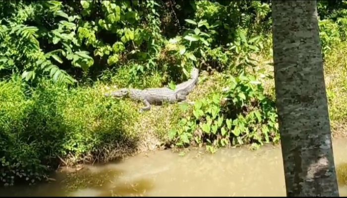 Buaya Sepanjang 3 Meter Muncul di Belakang Kantor Dinas PMD Muna Barat