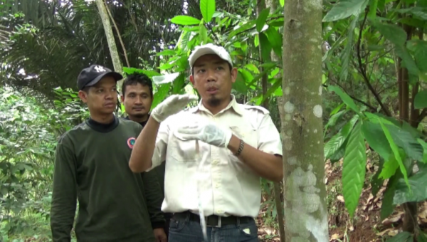 Budidaya Pohon Gaharu yang Dilindungi