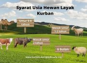 Distannak Sultra Pastikan Kesehatan Hewan Kurban Melalui Pemeriksaan Antemortem dan Postmortem