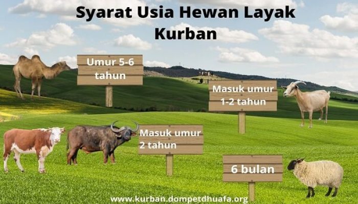 Distannak Sultra Pastikan Kesehatan Hewan Kurban Melalui Pemeriksaan Antemortem dan Postmortem