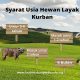 Distannak Sultra Pastikan Kesehatan Hewan Kurban Melalui Pemeriksaan Antemortem dan Postmortem