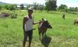 peternak dan pedagang sapi untuk kurban di lebaran idul Adha mengeluhkan sepinya pembeli ternak. FOTO : ASDAR LANTORO