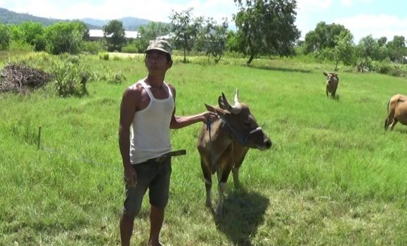 Jelang Hari Raya Kurban, Pembeli Ternak Masih Sepi
