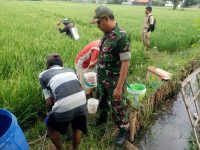 Personil TNI Kodim probolinggo, Ramil Krakasan saat membantu warga membasmi hama wereng coklat milik petani sawah di Krakasan. FOTO : ASL