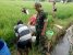 Personil TNI Kodim probolinggo, Ramil Krakasan saat membantu warga membasmi hama wereng coklat milik petani sawah di Krakasan. FOTO : ASL