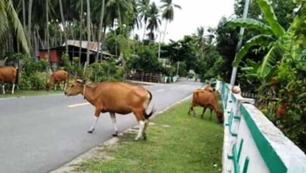 Warga Selayar Keluhkan Ternak Sapi Liar Tak Bertuan