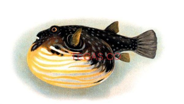 Ikan Buntal Tewaskan 2 Warga Muna, Satu Anak Kritis ﻿