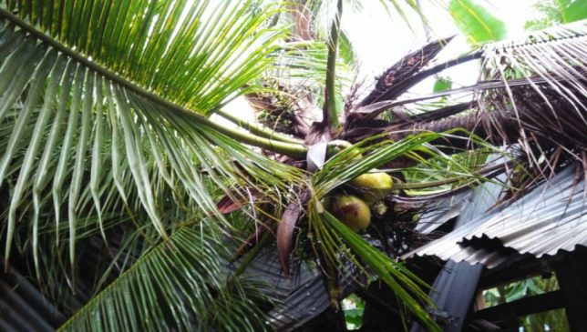Rumah Warga Di Wakatobi Rusak Parah Ditimpa Pohon Kelapa&nbsp;