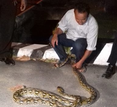 Ular Piton Menyebrang Jalan Ditangkap Warga