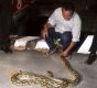 Ular Phiton yang di tangkap warga yang kemudian diamankan oleh anggota polres Kolaka untuk di serahkan di BKSDA. FOTO : ASDAR LANTORO