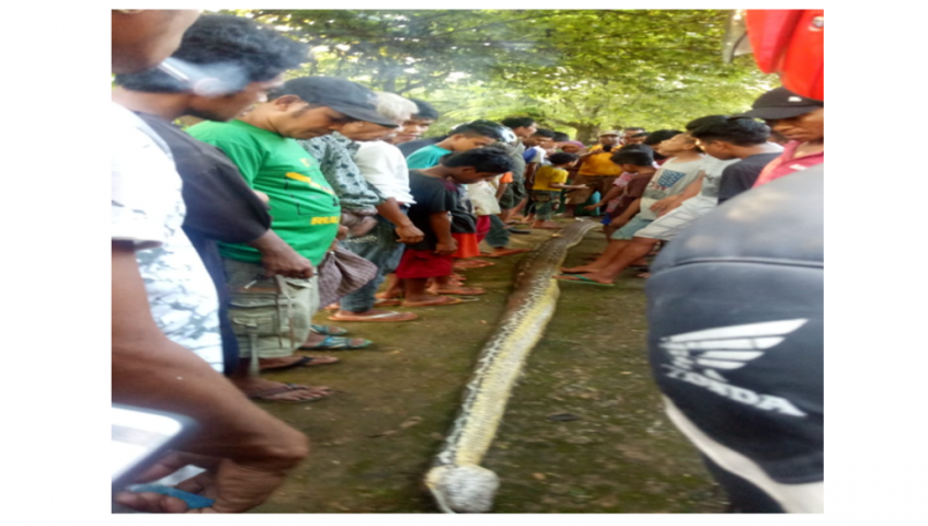 Bocah 8 Tahun di Muna Selamat dari Serangan Ular Piton 6,5 Meter﻿