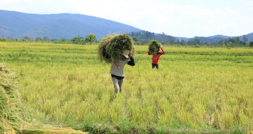 Bantu Pengairan Sawah di Desa Laskap, PT Vale Hadirkan Irigasi Perpipaan
