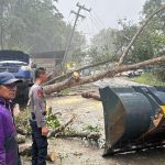 Satu Pohon Tumbang Akibat Cuaca Buruk, Sebabkan Arus Lalu Lintas Macet di Jalan Poros Kolaka-Kendari