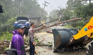 Satu Pohon Tumbang Akibat Cuaca Buruk, Sebabkan Arus Lalu Lintas Macet di Jalan Poros Kolaka-Kendari