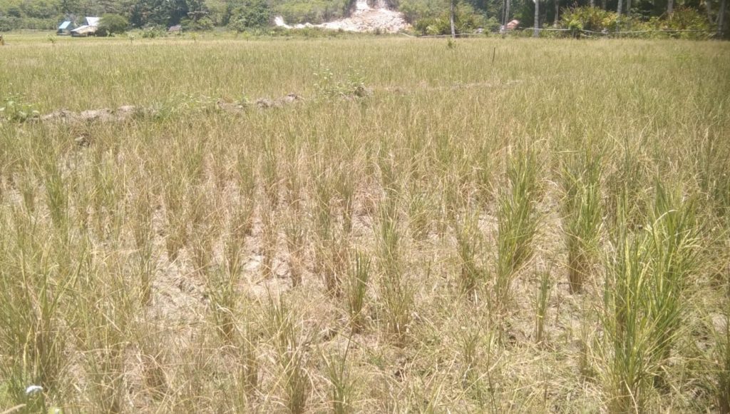 Ratusan Hektar Sawah di Desa Ladianta Konkep Gagal Panen, Warga Minta Perhatian Pemerintah