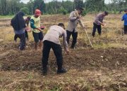 Dari Lahan ke Ketahanan, Jagung Pakan Jadi Langkah Nyata di Sorawolio