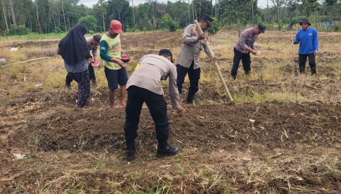 Dari Lahan ke Ketahanan, Jagung Pakan Jadi Langkah Nyata di Sorawolio