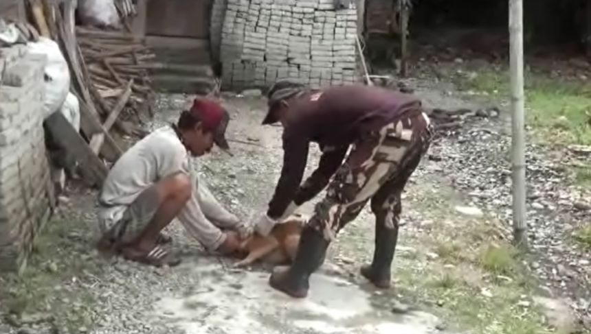 Cegah Rabies, Anjing Milik Warga Kolut Divaksin﻿