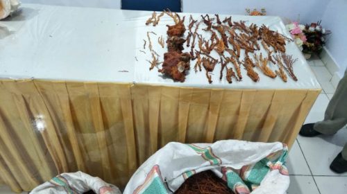 Penyerahan Biota Laut Sitaan BKIPM ke BKSDA Resort Kota Baubau