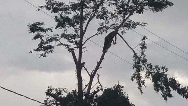 Seorang Warga Butur Tersengat Aliran Listrik di Atas Pohon
