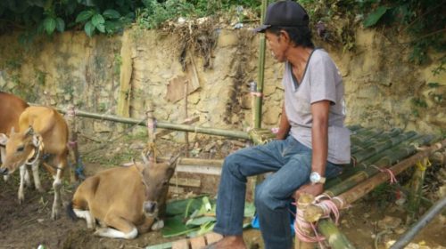 Tukang Parkir di Kendari Kurban Sapi di Idul Adha