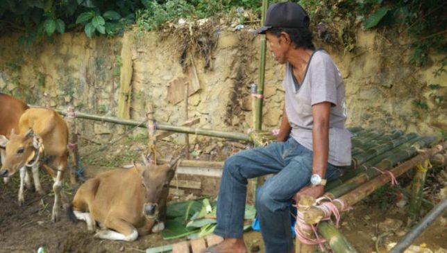 Tukang Parkir di Kendari Kurban Sapi di Idul Adha