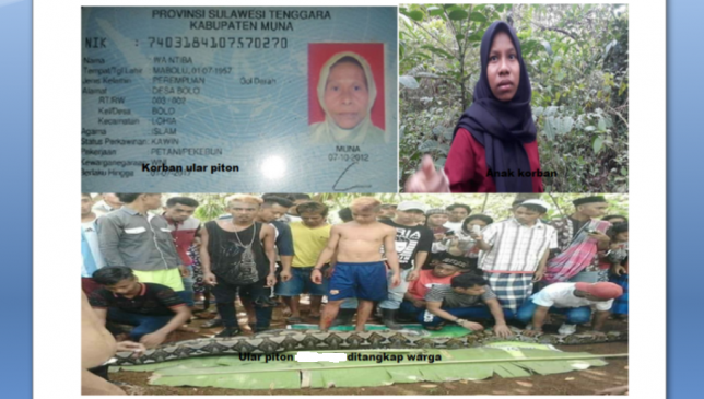 Ritual Tolak Bala Korban Ular Piton di Muna, Menunggu Orang Tua Kampung Berkumpul