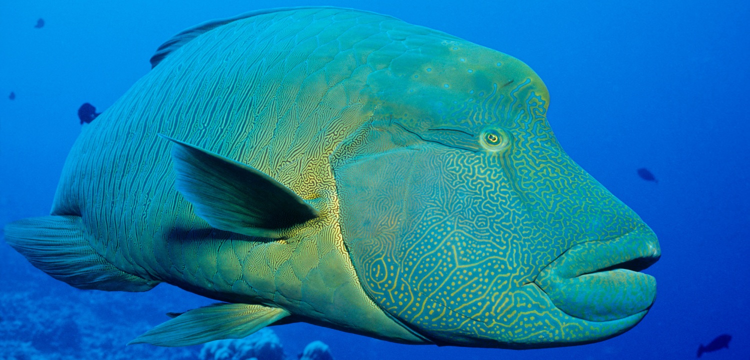 Ikan Napoleo