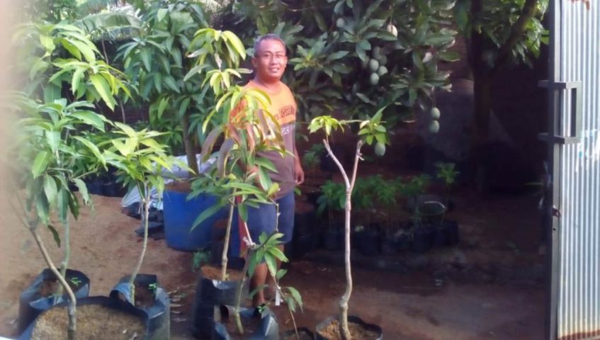 Mengenal Henry Handoko Kolektor Mangga Jepara