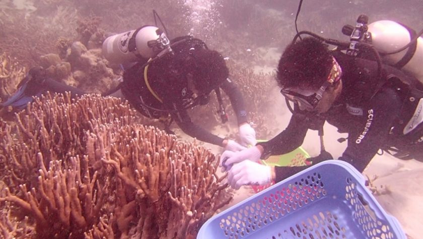 Kolaka Diving Club Transplantasi Karang di Pulau Lemo Kolaka
