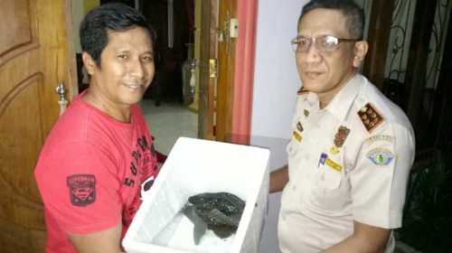 Dilarang, Kadis Kominfo Baubau Serahkan ‘Ikan Sapu-Sapu’ ke Balai Karantina