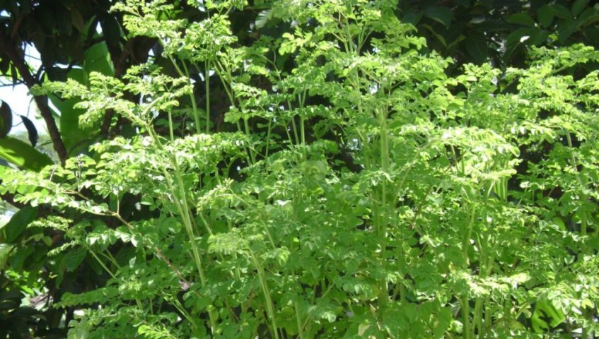 ﻿Daun Kelor Beracun