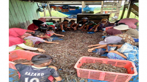 Butur Pecahan Muna Produsen Terbesar Udang, Lokasi Terletak di Tri Wacu-wacu