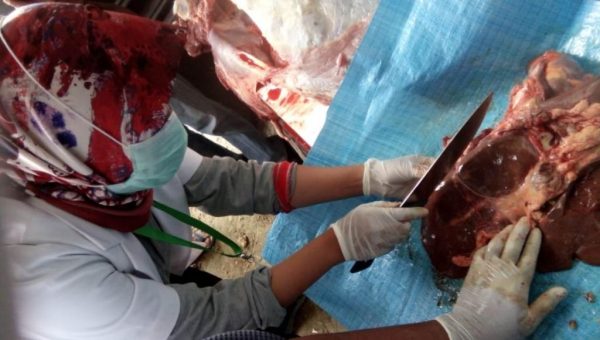Pemda Butur Turunkan Tim Khusus, Periksa Hewan Kurban Aman di Konsumsi