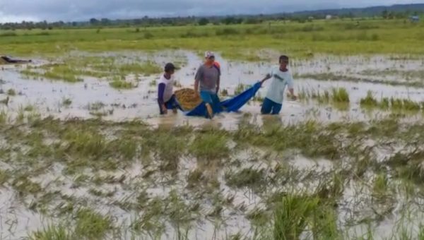 Akibat Banjir Petani di Kolaka Timur Merugi, Ratusan Hektar Sawah Terancam Puso
