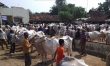 lapak penjual sapi di jepara jelang hari raya idul Adha bakal diperiksa dari Dinas peternakan. FOTO : DSW