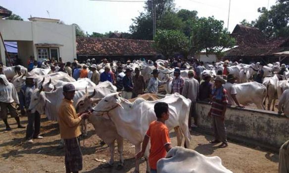 lapak penjual sapi di jepara jelang hari raya idul Adha bakal diperiksa dari Dinas peternakan. FOTO : DSW