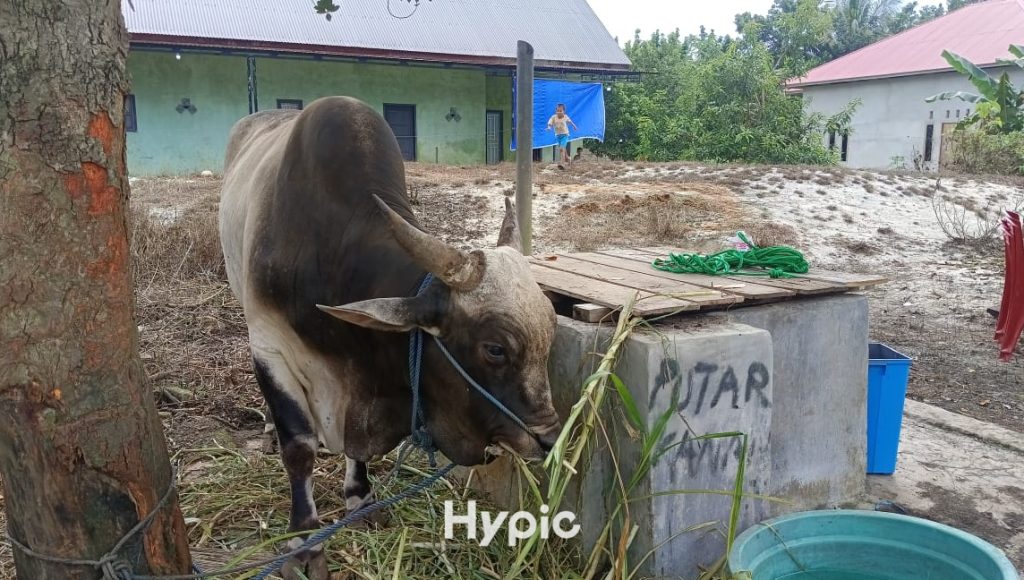 Hampir 1 Ton, Sapi Kurban dari Presiden Prabowo tiba di Wakatobi