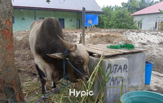 Hampir 1 Ton, Sapi Kurban dari Presiden Prabowo tiba di Wakatobi