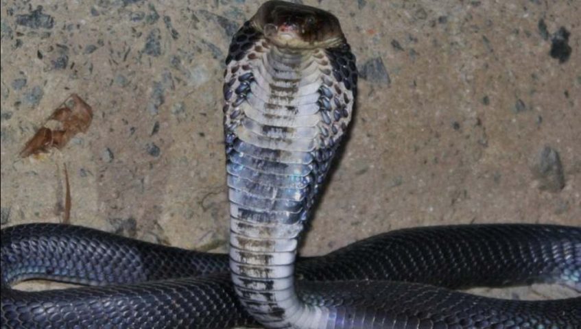 Coronavirus Suspected of Snake
