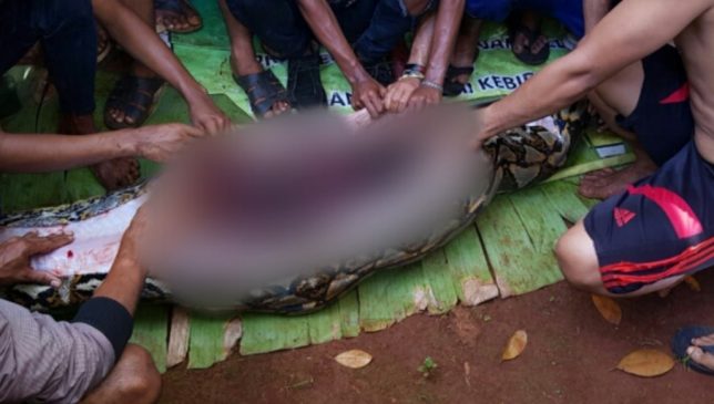 Idul Fitri, Warga Belah Piton 7 Meter, di Dalam Perutnya Ditemukan Wanita Paruh Baya  