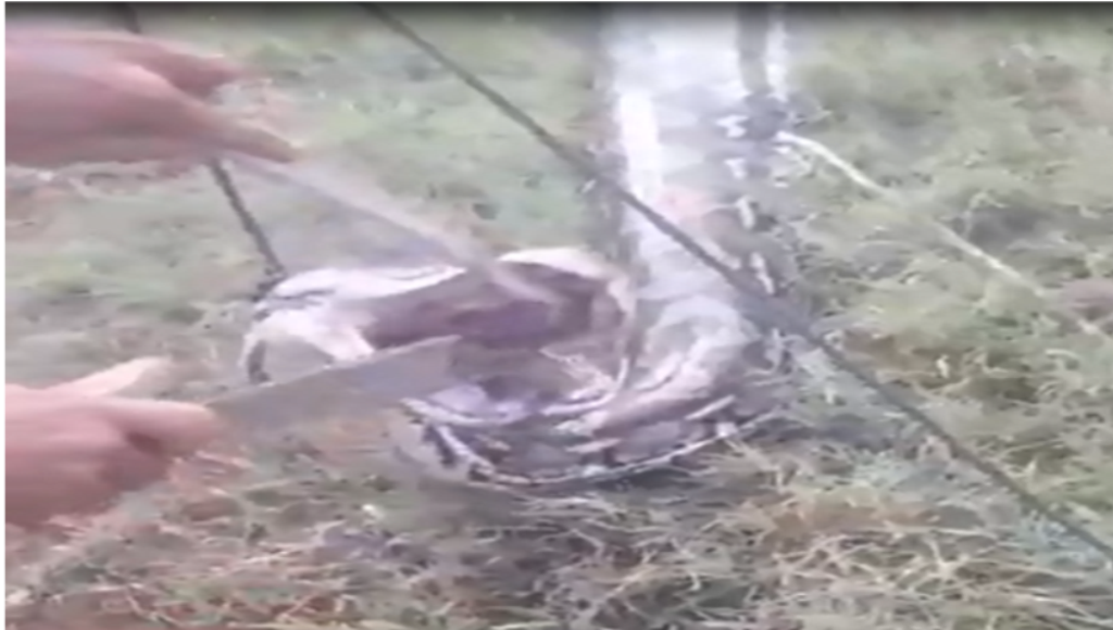 Video: Empat Warga Konut Tangkap Ular Piton 7 Meter Pakai Tali Nilon