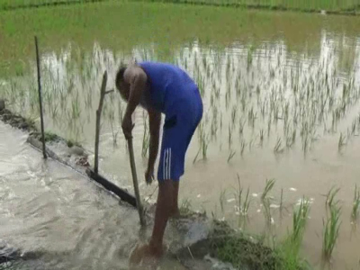 lahan persawahan warga di Desa tanggobu kecamatan lambuya terendam banjir. FOTO : FT